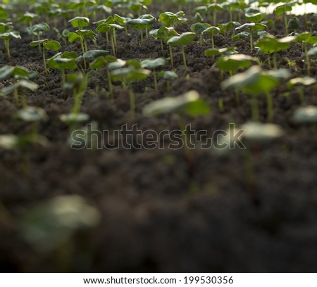 Green bean sprout growing indoor