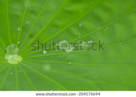 water drop on lotus the leaf