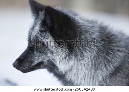 Black fox in snow season