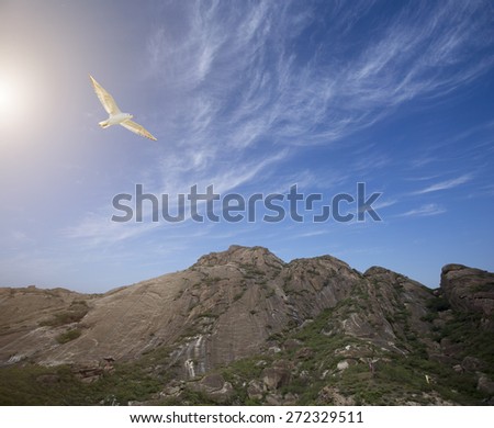 bird flying over mountain area in a sunny day
