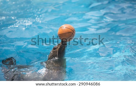 sealion playing the ball in ocean park