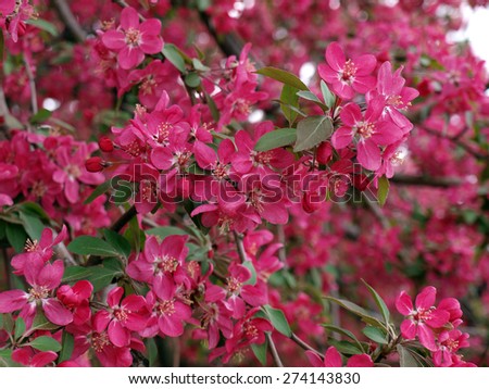 Tree branch with pink flowers and leaves completely fill the background