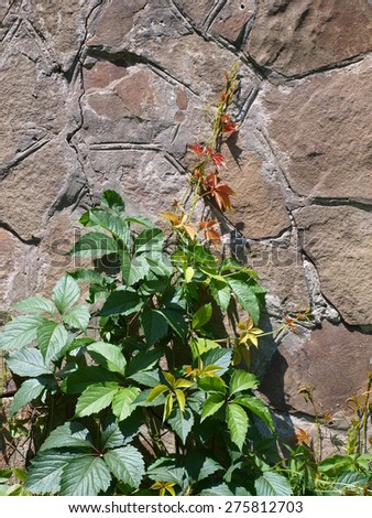 Wall of the old stone, decorated with green vine of wild grapes
