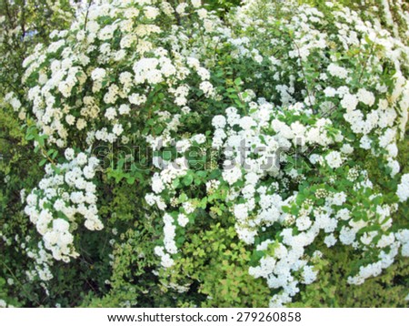 Defocused and blurry image of overgrown bushes with white flowers all over the field with wide angle distortion view