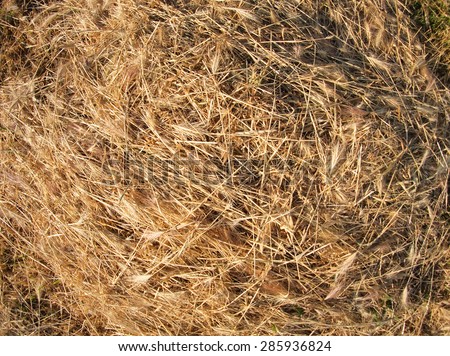 Top view on the dry grass of the land, which lies evenly on the lawn with wide angle distortion view