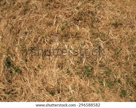 Dry grass in a meadow with a few blades of grass green