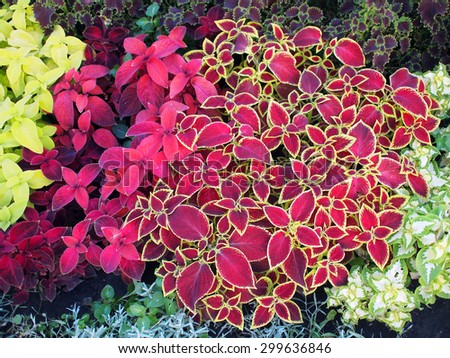 Top view of multicolored and colorful flower bed with different kinds of flowers and plants