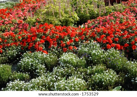 vivid flower-bed