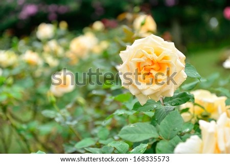 field of roses (Rosaceae)