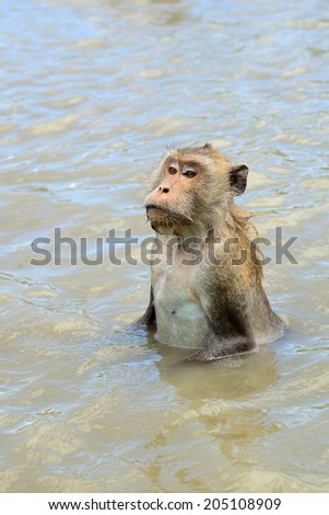 monkey in the sea