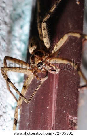 Face shot of a House spider