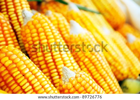 Beautiful yellow ear of corn