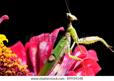 green praying mantis on flower / Mantis religiosa