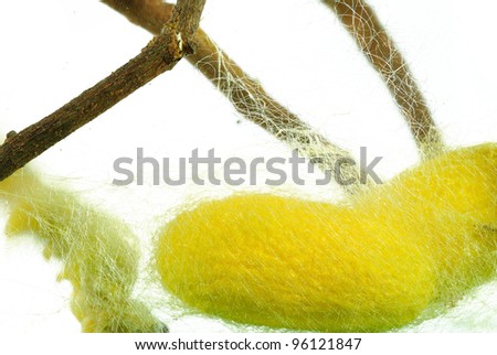 Silk Worm Isolated on White.