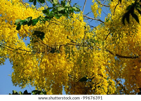 National tree of Thailand Golden Shower Tree Art Print