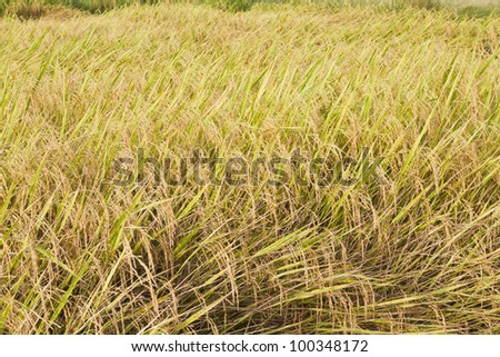 Rice plants in rice farm