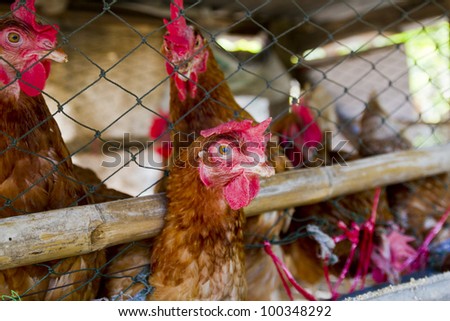 Hens in hen house in farm