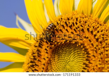Sunflower and bee with macro lens