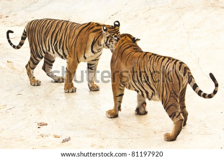 Two tiger in the zoo