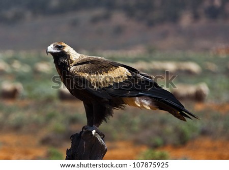 Wedge-tailed Eagle sitting on a fence post in the outback of Australia