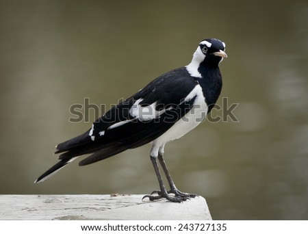 This is a male Magpie Lark which is a monarch flycatcher. Also known as a Peewee in New South Wales and Queensland, a Mudlark in Victoria and Western Australia, and a Murray Magpie in South Australia.