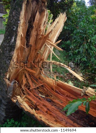 HURRICANE DAMAGE. The result of Hurricane Ivan on a tree in a coffee farm in the Blue Mountains, Jamaica, Caribbean.