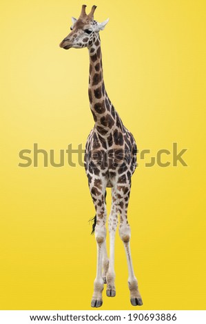 Giraffe Isolated