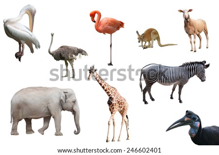 Beautiful animals and birds isolated