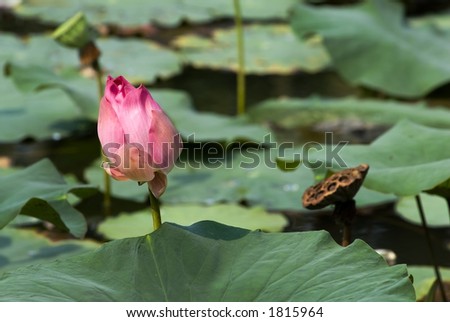 Lotus Flower and Leaves in a Pond