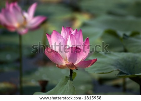 Lotus Flower and Leaves in a Pond
