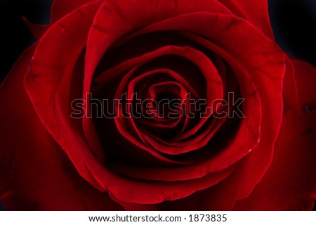artistic red rose