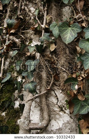 Wild  ivy get involved with rock and tree roots