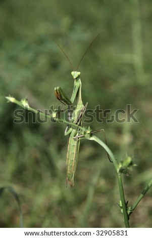 Praying Mantis (Mantis religiosa) praying on the stalk