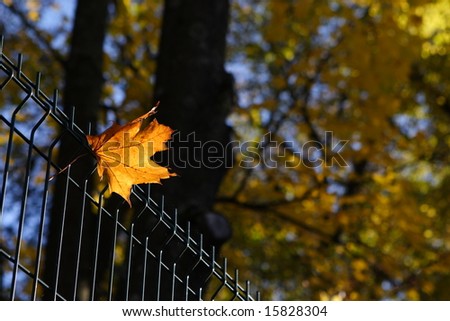Leaf stuck on the fence