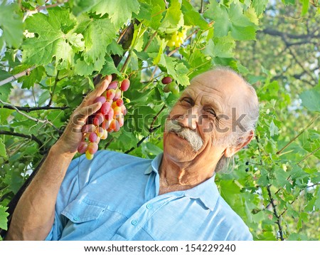 Elderly happy man holds a ripe grape against green leaves.