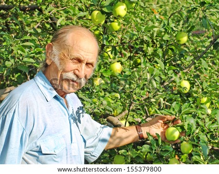 Elderly happy man holds a green apple on a apple-tree in a garden.
