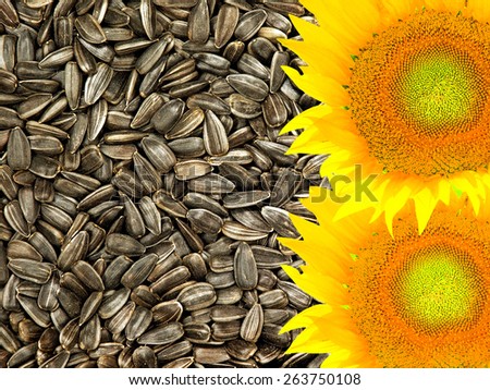 Colorful yellow sunflowers taken closeup on dried black seeds as food background.