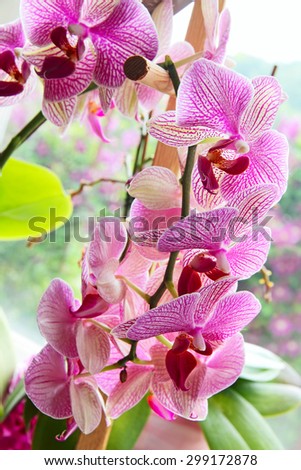 Purple orchid flowers line taken closeup.