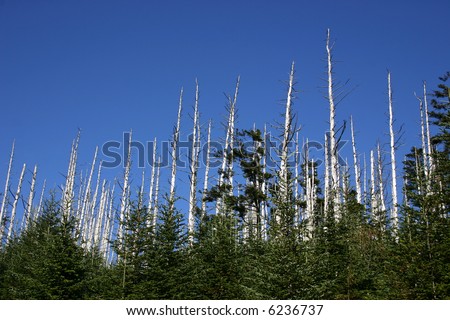 Devastation of the Eastern Hemlock - Clingman\'s Dome, Great Smoky Mountains National Park.