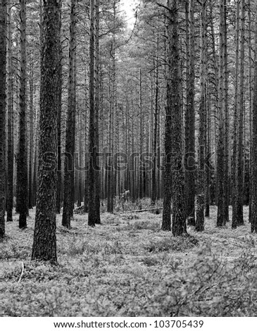Tree in greyscale shoot on medium format film