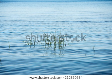 beach view with plants in water and blue sky