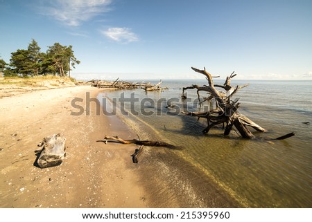 beach skyline with old tree trunks in water and blue sky