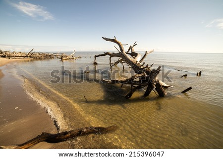 beach skyline with old tree trunks in water and blue sky