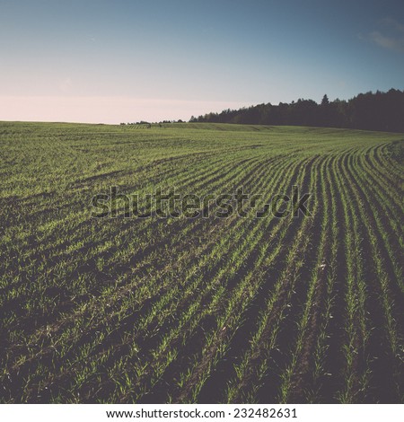 beautiful freshly cultivated green crop field in the countryside. Vintage photography effect.