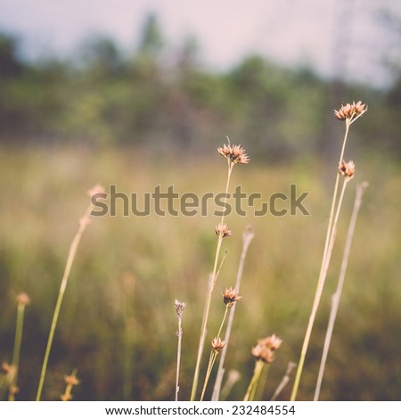 closeup of beautiful green grass with blur background. Vintage photography effect.