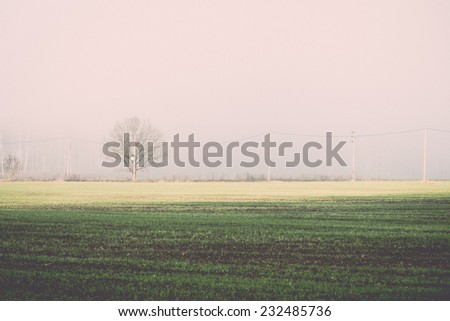 beautiful green meadow in heavy mist with lonely trees. Vintage photography effect.