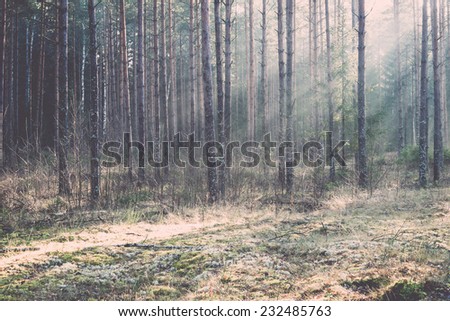 beautiful light beams in forest through trees in misty morning. Vintage photography effect.