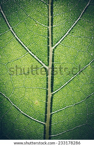 leaf macro pattern of green. Vintage photography effect. Retro grainy color film look.