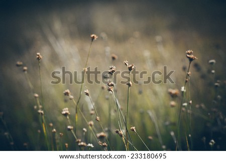 closeup of beautiful green grass with blur background. Vintage photography effect. Retro grainy color film look.