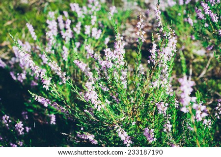 flowers of heather in the forest. Vintage photography effect. Retro grainy color film look.